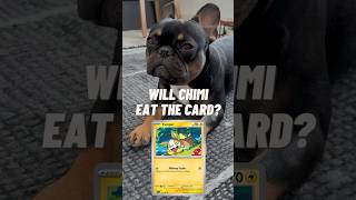 Will Chimi Eat The Card Yamper⚡️ pokemon pokemoncards pokemontcg frenchbulldog [upl. by Atis]