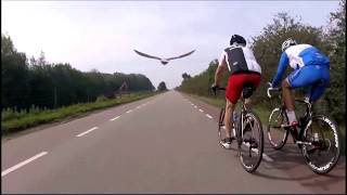 Wielrenners Hoeksche Waard Duif vliegt mee naar Haringvlietbrug Gopro [upl. by Lanevuj365]