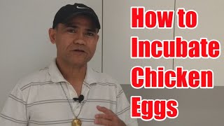 HOW TO INCUBATE CHICKEN EGGS quotSTEPBYSTEPquotChickenTour [upl. by Buchbinder]