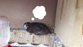 Funny Male Coturnix Quails Crowing Sleeping Resting [upl. by Bradwell531]