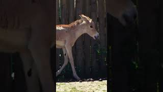 Chester Zoo hails birth of one of worlds rarest animals [upl. by Etnelav114]