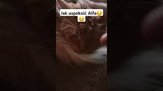 Jak uspokoić Alfa ☺️☺️shorts cat cute catlover [upl. by Noryb]