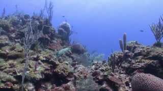 Scuba Diving at Lighthouse Reef with Roatan Divers [upl. by Romeu]