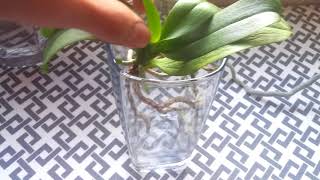 How to Save Orchids With No Roots  How I Make Orchids Without Roots Grow [upl. by Eirod]