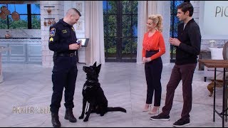 Meet Jett the Police Dog  Pickler amp Ben [upl. by Adrienne]