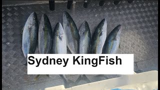 Sydney Kingfish  Jigging for Kingfish Bar crusher 730HT Yellowtail kingfish [upl. by Garey]