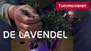 Alles over de lavendel  Tuinmanieren [upl. by Ailime]