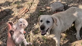 Rescate de gatito abandonado en un trastero😨 [upl. by Eendys365]