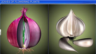 CBSE Class 11 Biology  Morphology of Flowering Plants  Full Chapter  By Shiksha House [upl. by Harod817]