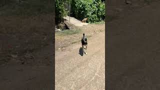 Listen to Dog Barking Sounds That Tilt a Dogs Head dogs pets poorpuppy [upl. by Ardnuek922]