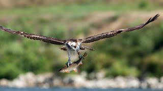 reportage  le balbuzard pêcheur [upl. by Iatnahs]