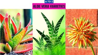 Aloe Vera Varieties A to Z [upl. by Daloris637]