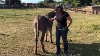 Hoof Trimming for the Difficult Donkey [upl. by Durwyn]