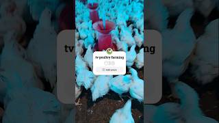 Tv poultry farming chicken poultryfood animalhusbandry poultry farming poultryfarming birds [upl. by Indnahc]