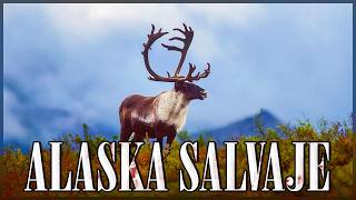 LA NATURALEZA SALVAJE DE ALASKA Una Lucha por Sobrevivir  Estados Unidos de América Documental [upl. by Nnylrebma592]