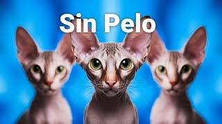 Gato sin pelo La fascinante historia de la raza más extraña [upl. by Francyne]