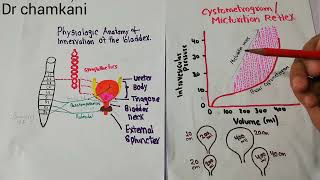 Micturition reflex  Micturition contractions  Renal physiology 47 [upl. by Schlessel]