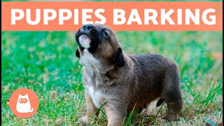 The Best PUPPIES BARKING COMPILATION 🐶 🔊 Cute and Adorable Puppy Barks [upl. by Joerg]