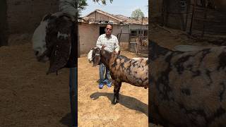 140 Kg के Goats shorts sandhuagrofarm [upl. by Ecienaj]