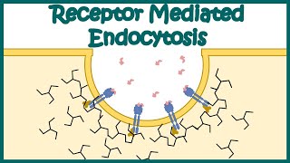 Receptor mediated endocytosis  Detailed Animation on Receptormediated Endocytosis Endocytosis [upl. by Naujej701]