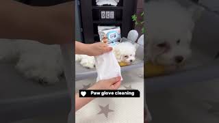 🐾 Pawsitively Clean The Paw Glove Magic ✨ [upl. by Warford605]