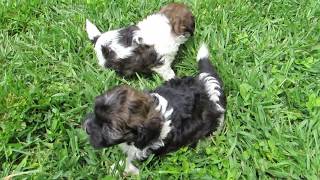 Shih Poo Puppies  5 Weeks Old [upl. by Jodie]