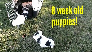 Shih Poo puppies [upl. by Codding]