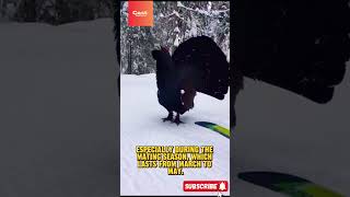 The Capercaillie Bird on Attack Modeshorts birds youtubeshorts [upl. by Aiuqat]