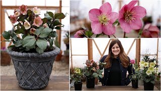 Hellebore Care Guide  Garden Answer [upl. by Imled]