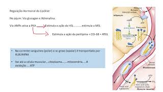 metabolismo de lipidios [upl. by Aila]