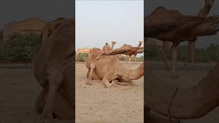 Camels meeting time animals camel sorts [upl. by Cut585]