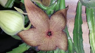 Amazing plantStapelia gigantea [upl. by Imit107]