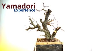 Biancospino da yamadori primo step verso il cammino bonsai [upl. by Enohpets]