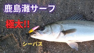 鹿島灘サーフ 極太！！シーバス現る！！ [upl. by Harriett]