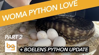 Woma pythons and breeding  part 2  well we got eggs  Boelens python update [upl. by Eyllek]