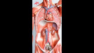 Abdominal Anatomy  Retroperitoneal Organs  Shorts [upl. by Eslehc]