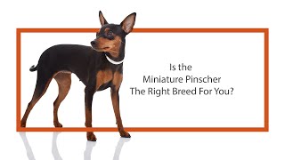 Everything you need to know about Miniature Pinscher puppies 2019 [upl. by Sillek]