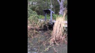 Removing Phragmites from Marshy Point [upl. by Evered]