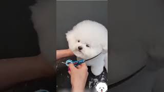 Bichon frise grooming 😱💫 [upl. by Haik37]