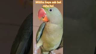 Mitthu kaya sab bol raha hai shorttalkingparrot petbird birdlove parrot mitthukapyaar funny [upl. by Kcirredal]