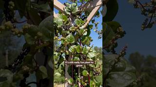 EDIBLE SPINACH VINE MALIBAR SPOTLIGHT gardening urbanfarm garden explore permaculture [upl. by Niboc464]