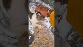 😼Salt  Lubber panthu🤦‍♂️cat catlover shortvideos youtubeshorts trending [upl. by Maleeny493]