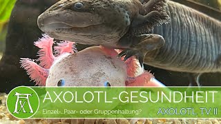 Axolotl Haltung Einzel oder Gruppenhaltung Wichtig [upl. by Melessa689]