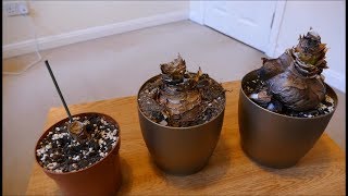 Amaryllis Update Dormancy January 2018 [upl. by Nrek488]