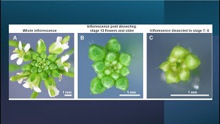 Precision Dissection of Arabidopsis Flowers from Inflorescence Using Tweezers [upl. by Jennilee]