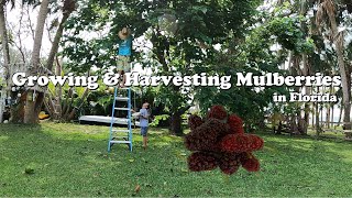 Growing and Harvesting Mulberries in Florida [upl. by Notxed]