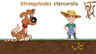 شرح Strongyloides stercoralis [upl. by Cacilie]