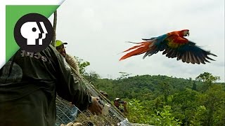 Scarlet Macaws Released to the Wild [upl. by Euqnimod]