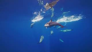 macOS Sonoma Video Wallpaper  Dolphins 4K 240FPS [upl. by Ludba172]