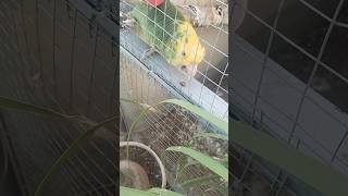 Yellow Headed Amazon Parrots Beauty 🦜 Exotic Parrots Parrots in Captivity [upl. by Graner397]